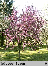 Malus ×purpurea (jabłoń purpurowa)