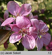 Malus ×purpurea (jabłoń purpurowa)