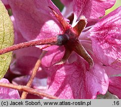 Malus ×purpurea (jabłoń purpurowa)