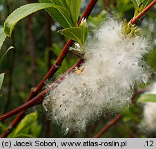 Salix acutifolia (wierzba ostrolistna)