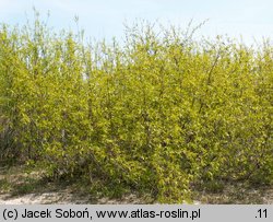 Salix acutifolia (wierzba ostrolistna)