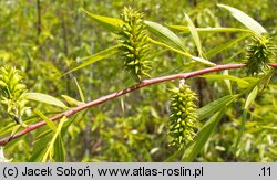 Salix acutifolia (wierzba ostrolistna)