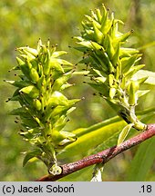 Salix acutifolia (wierzba ostrolistna)