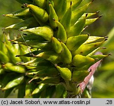 Salix acutifolia (wierzba ostrolistna)