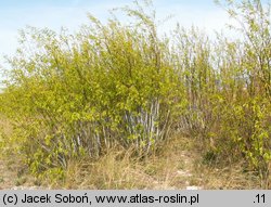 Salix acutifolia (wierzba ostrolistna)