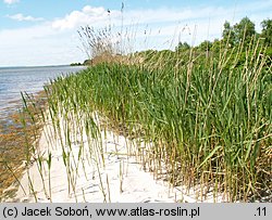 Phragmites australis (trzcina pospolita)