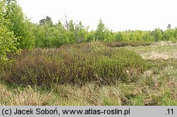 Myrica gale (woskownica europejska)