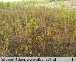 Myrica gale (woskownica europejska)