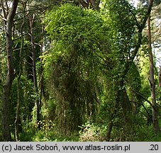 Lonicera periclymenum (wiciokrzew pomorski)