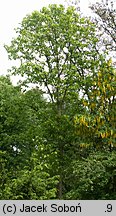 Populus lasiocarpa (topola wielkolistna)