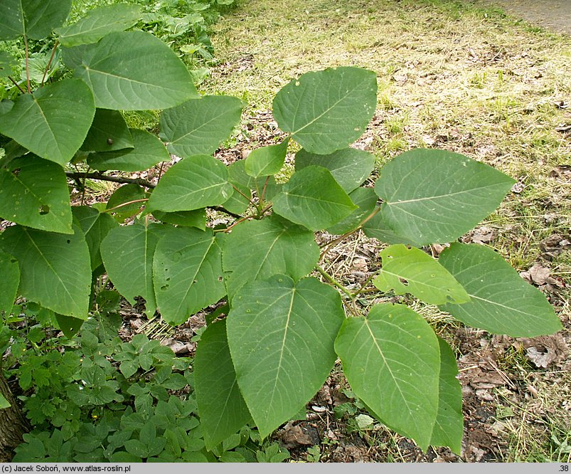 Populus lasiocarpa (topola wielkolistna)