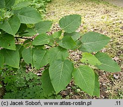 Populus lasiocarpa (topola wielkolistna)