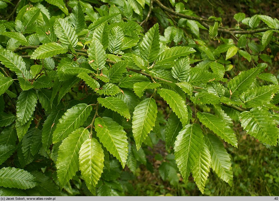 Carpinus orientalis (grab wschodni)