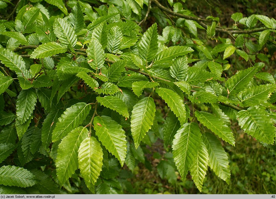 Carpinus orientalis (grab wschodni)