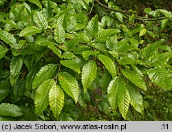 Carpinus orientalis (grab wschodni)