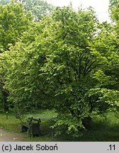 Carpinus orientalis (grab wschodni)