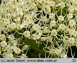 Cornus controversa (dereń pagodowy)