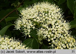 Cornus controversa (dereń pagodowy)