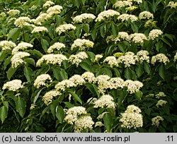 Cornus controversa (dereń pagodowy)