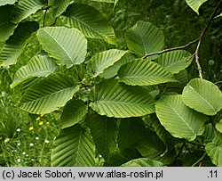 Carpinus cordata (grab sercowaty)