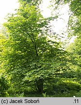 Carpinus cordata (grab sercowaty)