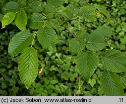 Carpinus tschonoskii (grab Czonoskiego)