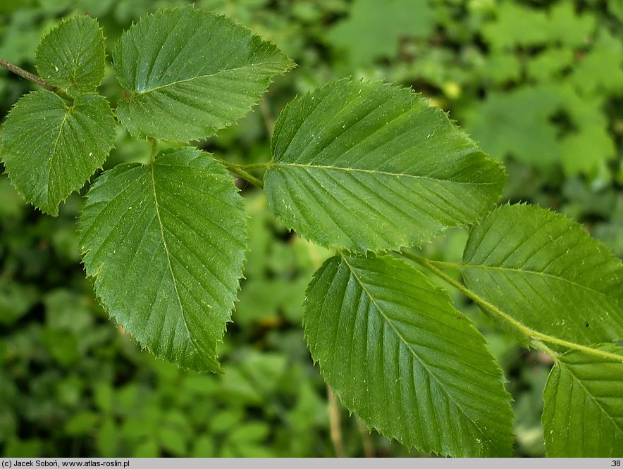 Carpinus japonica (grab japoński)