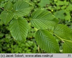 Carpinus japonica (grab japoński)