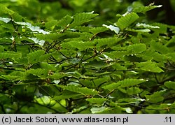 Fagus crenata (buk karbowany)