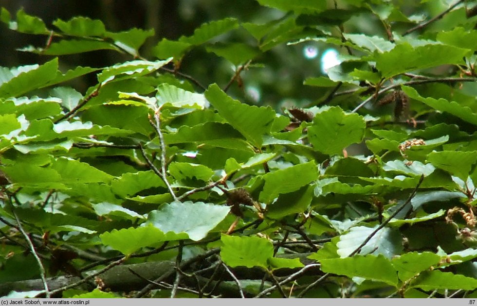 Fagus crenata (buk karbowany)