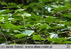 Fagus crenata (buk karbowany)