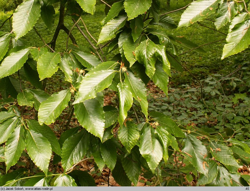 Fagus grandifolia