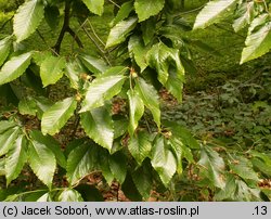 Fagus grandifolia