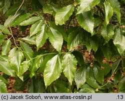 Fagus grandifolia