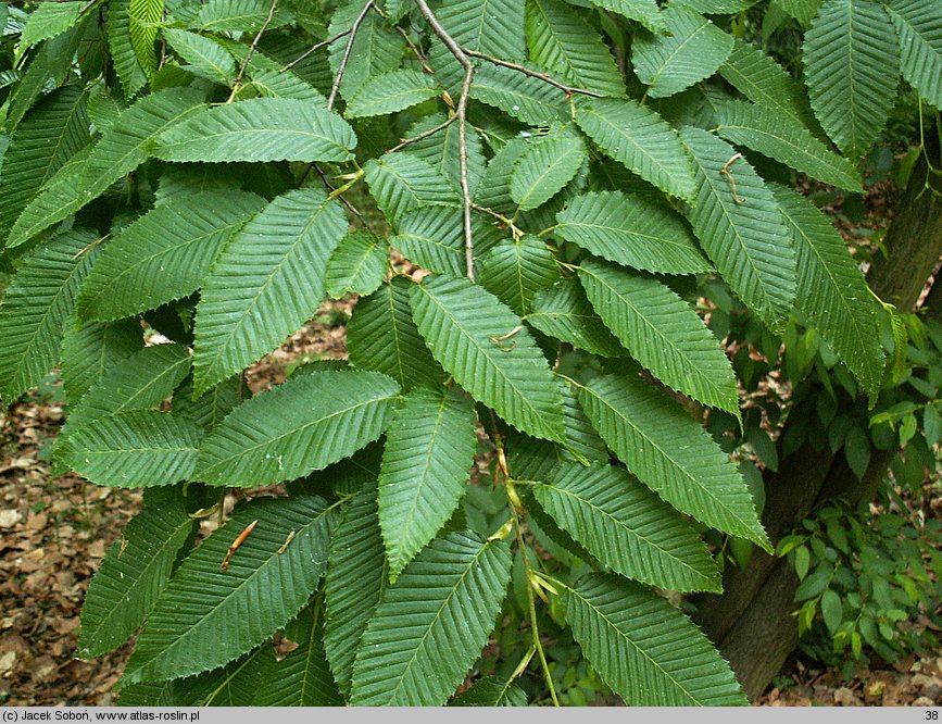 Carpinus tschonoskii (grab Czonoskiego)