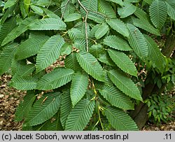 Carpinus tschonoskii (grab Czonoskiego)