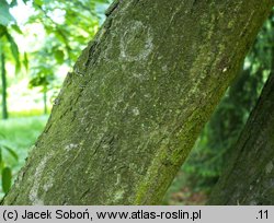 Carpinus japonica (grab japoński)