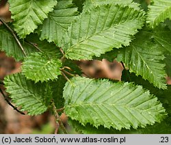 Carpinus orientalis (grab wschodni)