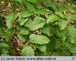 Carpinus orientalis (grab wschodni)