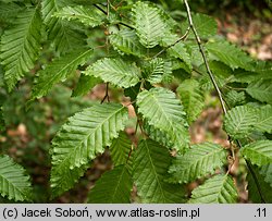 Carpinus orientalis (grab wschodni)