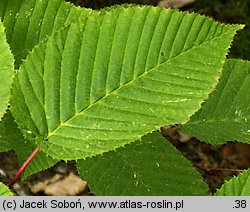 Carpinus cordata (grab sercowaty)