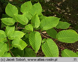 Carpinus cordata (grab sercowaty)