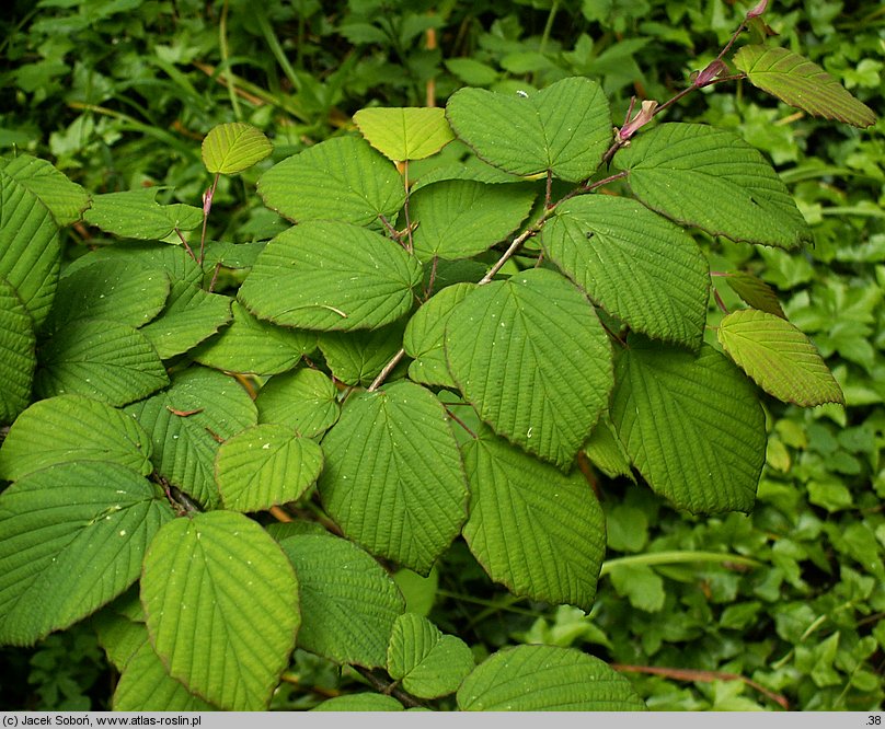 Corylopsis platypetala (leszczynowiec szerokopłatkowy)