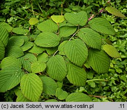 Corylopsis platypetala (leszczynowiec szerokopłatkowy)