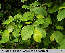 Hamamelis mollis (oczar chiński)