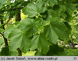 Acer opalus ssp. obtusatum (klon włoski tępolistny)