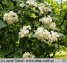 Photinia villosa (głogownik kosmaty)