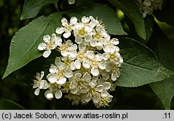 Photinia villosa (głogownik kosmaty)