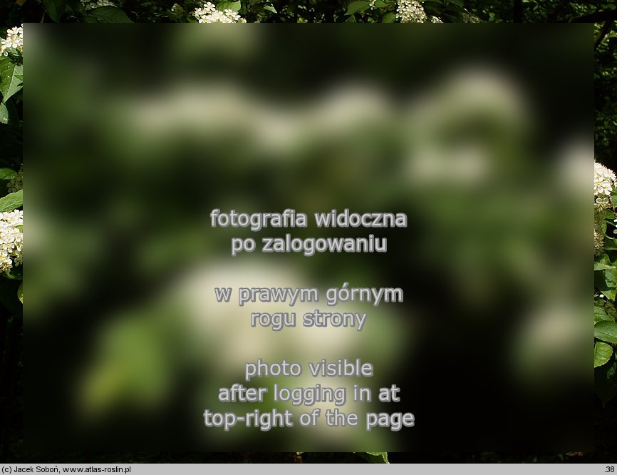 Photinia villosa (gÅ‚ogownik kosmaty)
