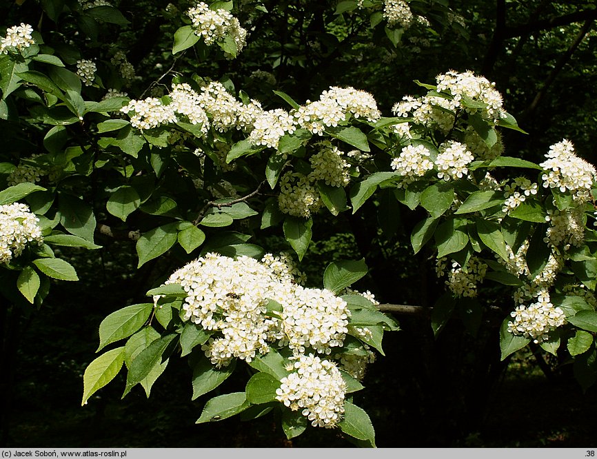 Photinia villosa (głogownik kosmaty)